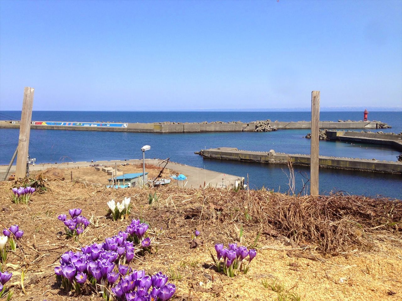 定価 【天然手摘み】北海道焼尻島産 やぎしり島の岩のり（バラ干し